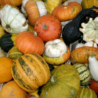 Pumpkin cultures