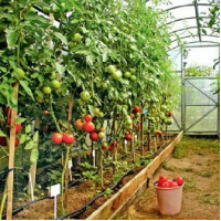 Tall tomatoes
