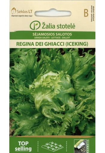Lettuce-head "Regina dei Ghiacci" (Iceking)