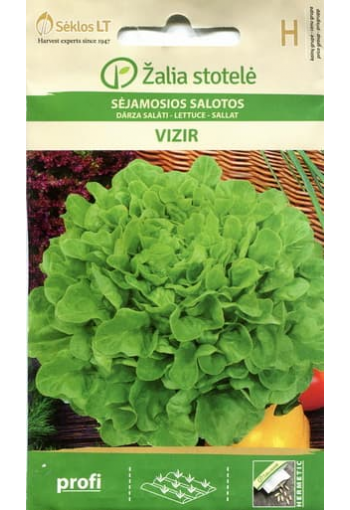 Oak-Leaf lettuce "Vizir"
