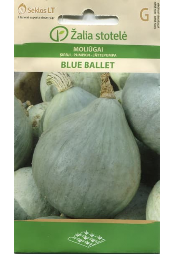 Pumpkin "Blue Ballet"