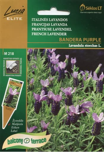 Fransk lavendel "Bandera Purple"