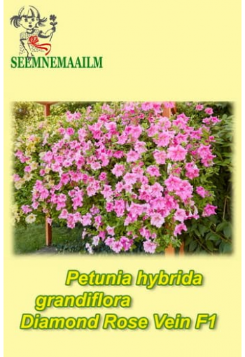 Petunia "Diamond Rose Vein" F1