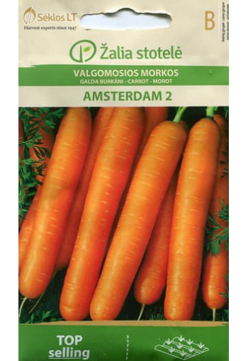 Carrot "Amsterdam 2"