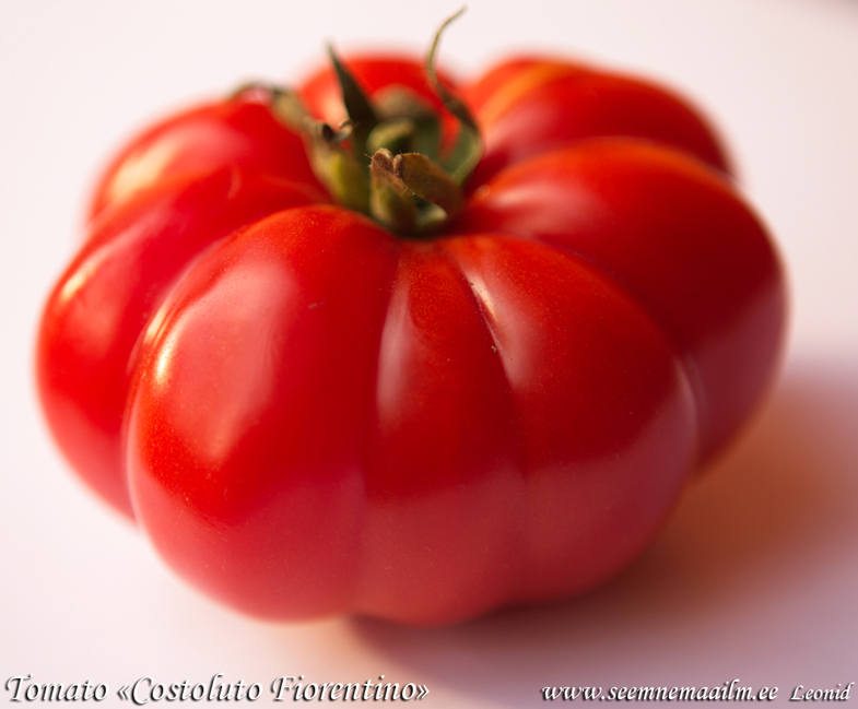 Tomat Costoluto Fiorentino