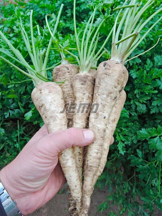 Root parsley Efez