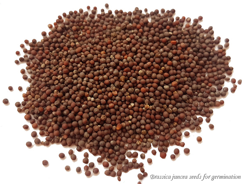 Sarepti sinepi seemned idandmiseks, Mikrorohelised, семена сарептской горчицы для проращивания и получения микрозелени
