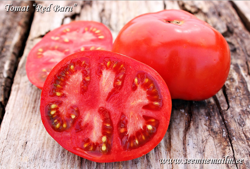 Tomaatti Red Barn tomat