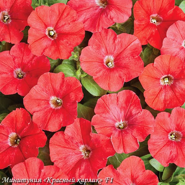 Petunia miniflora Petit Red F1