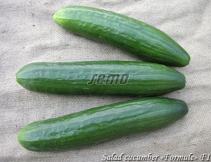 Parthenocarp salad cucumber Formule F1
