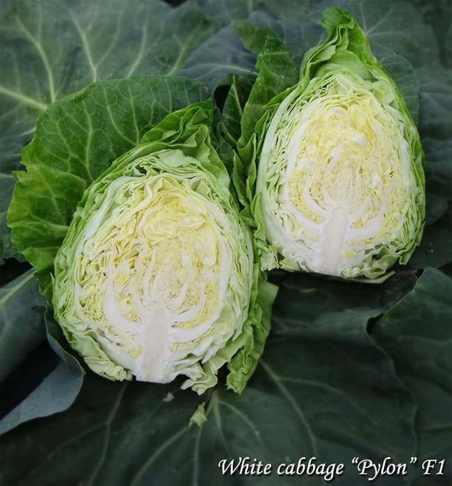 white-cabbage-Pylon-F1