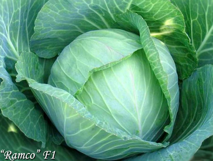 White cabbage 