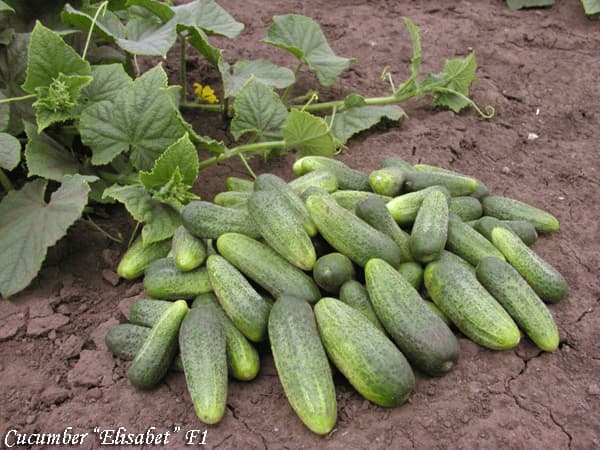 Salads cucumbers Elisabet F1