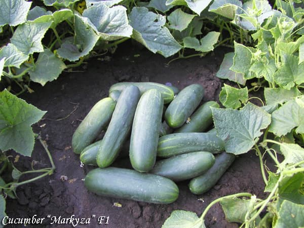 Salad cucumber Markyza F1 Salatikurk