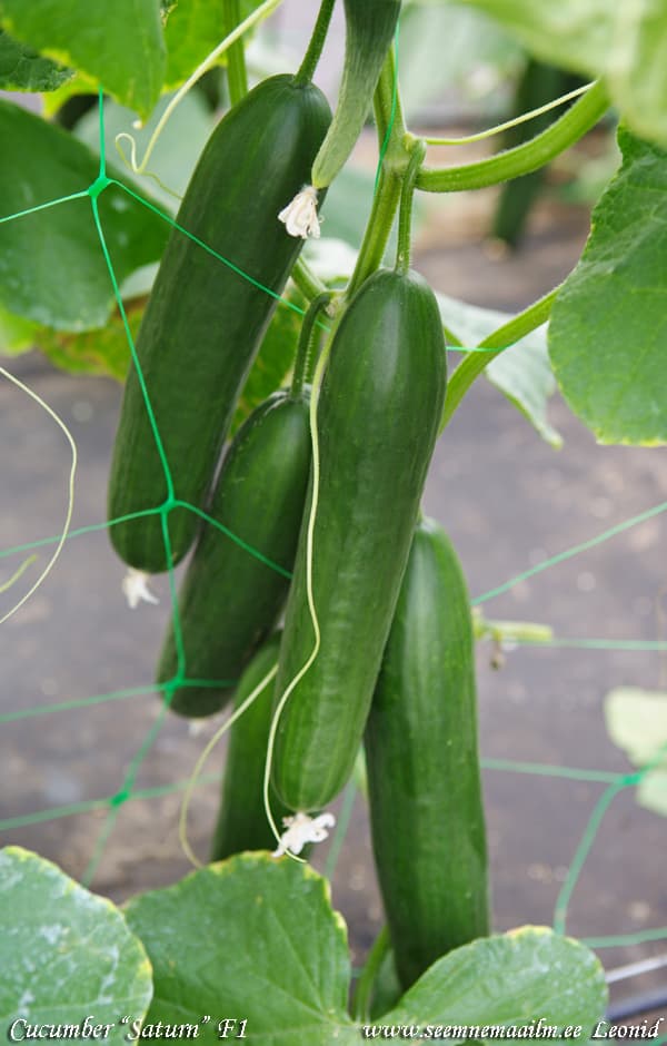 broderi Uganda mandig Salad cucumber Saturn F1 : buy seeds