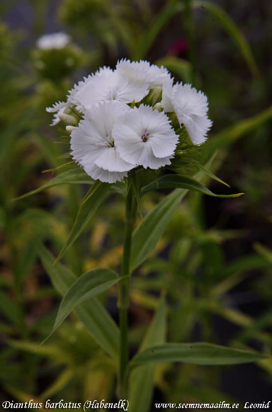Dianthus barbatus White Habenelk Valge