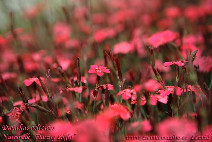Dianthus deltoides Flasning Light Nurmnelk