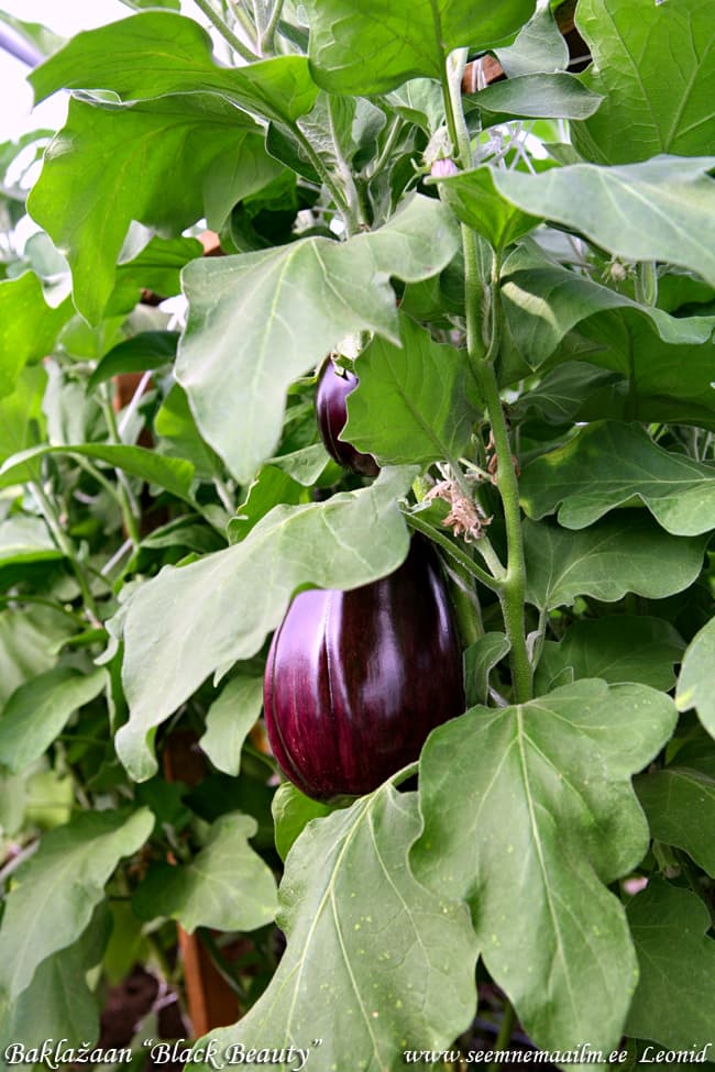 Eggplant Black Beauty Baklaþaan Must Ilusmees Баклажан Чёрный красавец Solanum melongena L.
