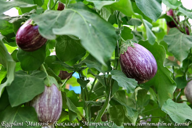 Eggplant Matrosik Solanum melongena L. Baklaþaan Matrosik Баклажан Матросик
