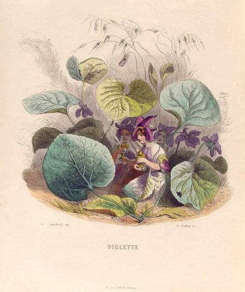 Viola odorata, Lõhnav kannike