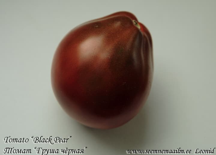 Tomato Black Pear Tomat Must pirn